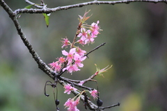Prunus cerasoides