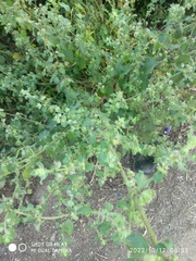 Mesosphaerum suaveolens