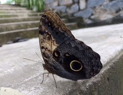Caligo telamonius memnon