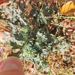 Parthenium hysterophorus