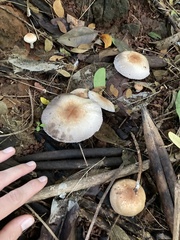 Agaricus subrufescens