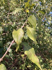 Forestiera acuminata