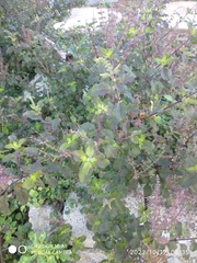 Ocimum tenuiflorum