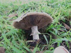 Agaricus bisporus