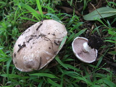 Agaricus bisporus