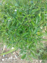 Capsicum annuum