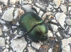 Geotrupes splendidus