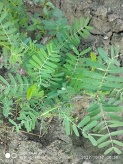 Sesbania cannabina