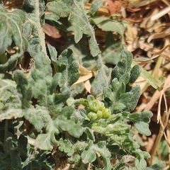 Parthenium hysterophorus