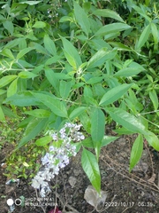 Vitex