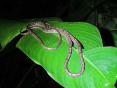 Imantodes cenchoa