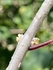 Forestiera acuminata
