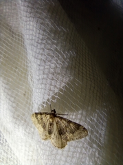 Nebula ibericata