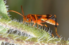 Compsocryptus texensis