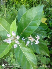 Calotropis gigantea