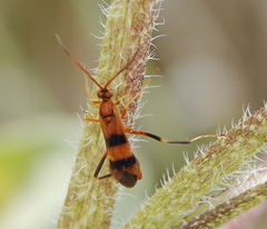 Compsocryptus texensis