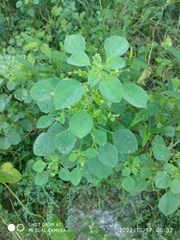 Acalypha indica