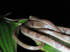 Imantodes cenchoa