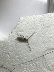 Elaphidion spinicorne