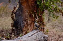 Pycnonotus aurigaster