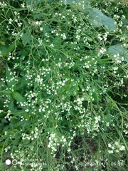 Parthenium hysterophorus