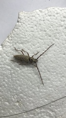 Elaphidion spinicorne