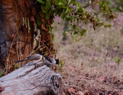 Pycnonotus aurigaster