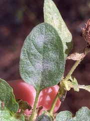 Erysiphaceae
