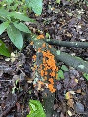 Favolaschia claudopus