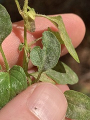 Erysiphaceae