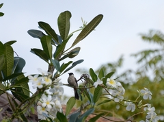 Pycnonotus aurigaster