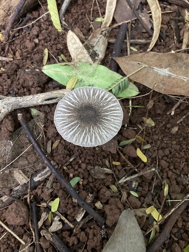 Agaricus rotalis, 2022-10-16