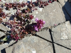 Thymus praecox