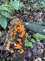 Favolaschia claudopus