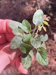 Erysiphaceae