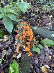 Favolaschia claudopus