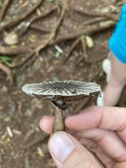 Agaricus rotalis