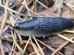 Arion hortensis