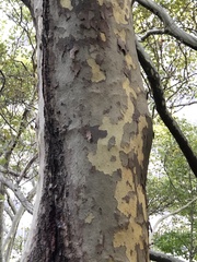 Platanus × hispanica