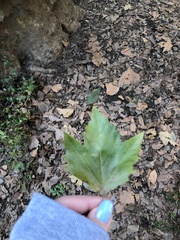 Platanus × hispanica