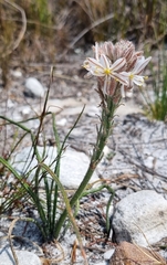 Trachyandra hirsutiflora