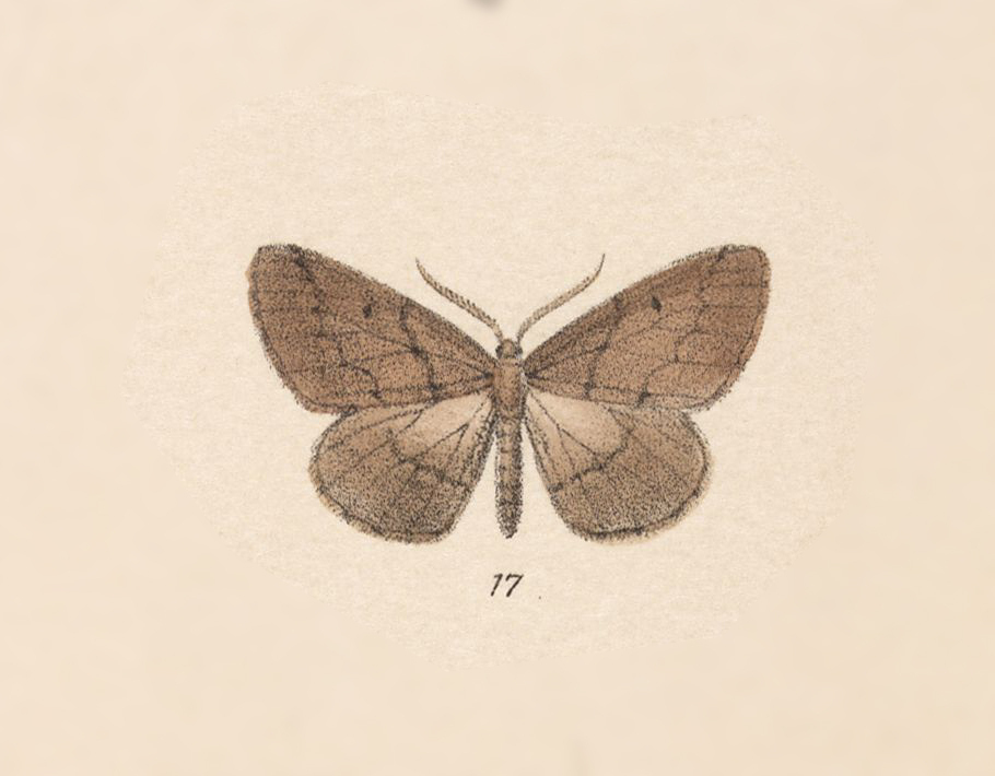 Nephodia plautilla