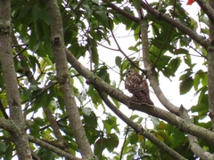 Buteo platypterus