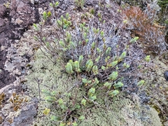 Veronica gibbsii