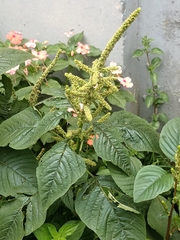 Amaranthus spinosus