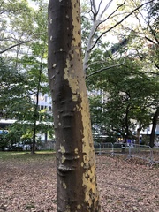 Platanus × hispanica