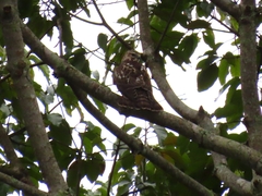 Buteo platypterus