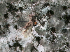 Leiobunum limbatum