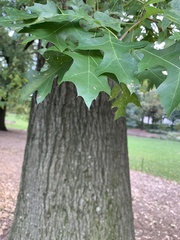 Quercus rubra