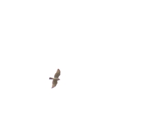 Buteo platypterus